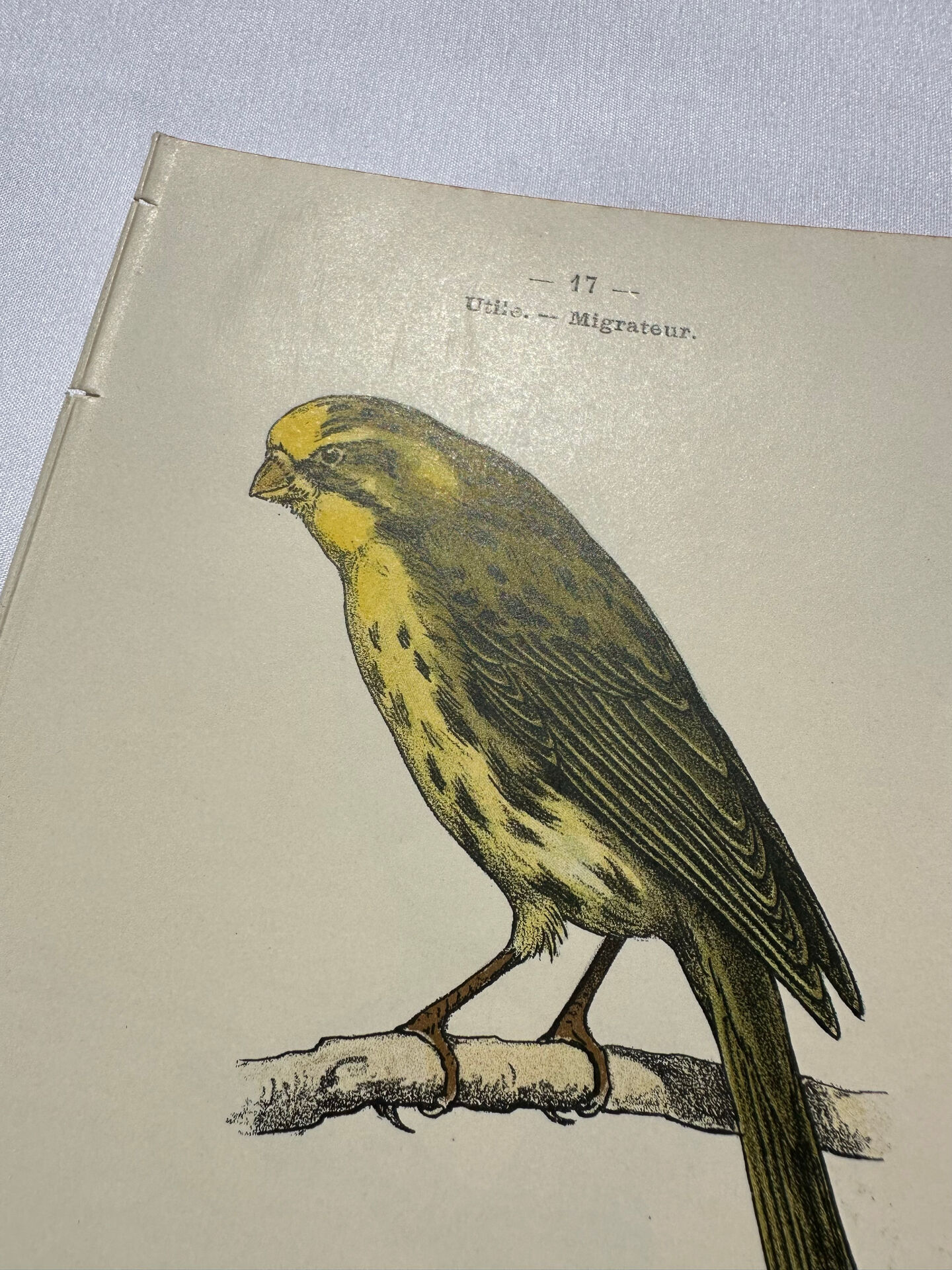 Planche Botanique Gravure oiseaux naturaliste  19eme recto verso  A