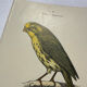 Planche Botanique Gravure oiseaux naturaliste  19eme recto verso  A