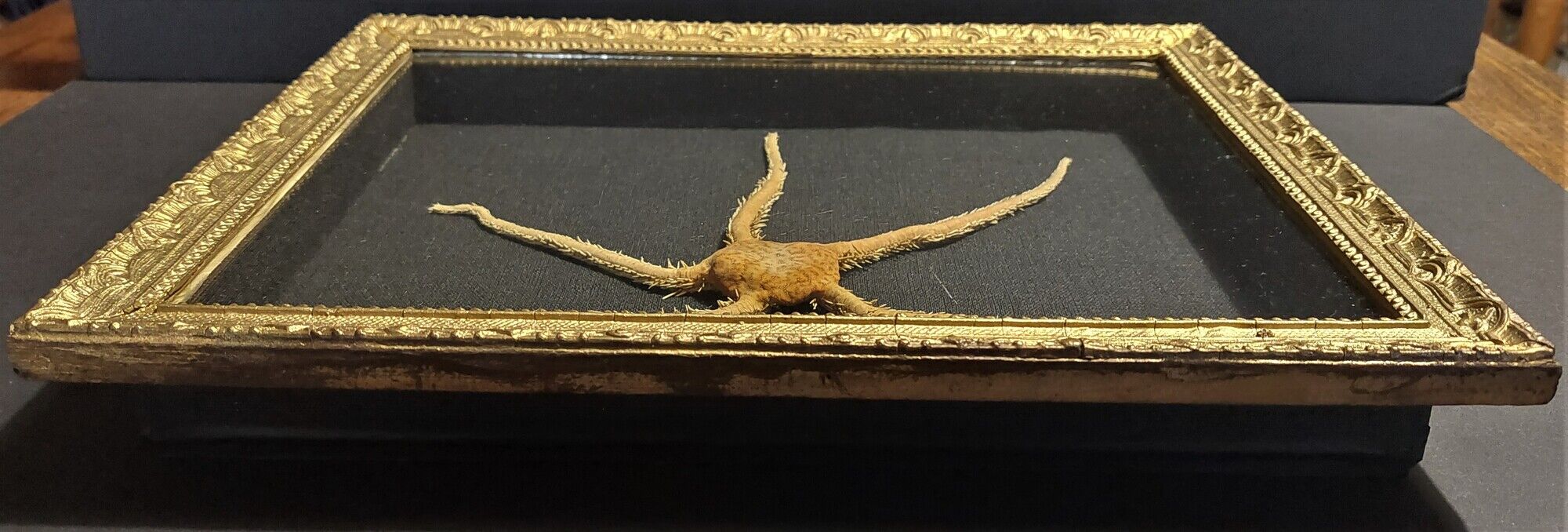 Natural History cabinet of curiosities frame with ophiiure ophiacantha vivipara