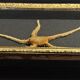 Natural History cabinet of curiosities frame with ophiiure ophiacantha vivipara