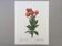 Vintage impression Fleur Astelma eximium from the 1960s.