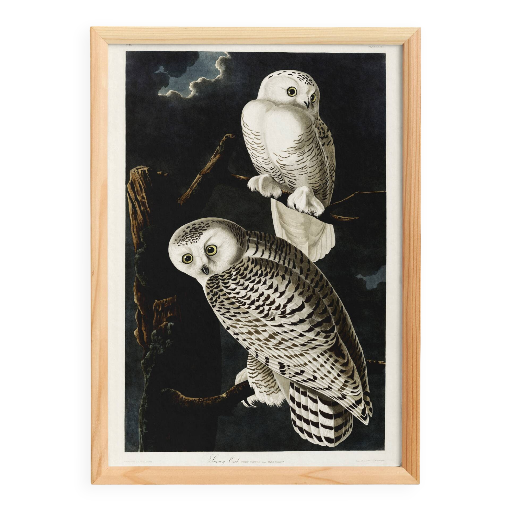 Poster about the snowy owl, based on an old engraving from 1827.