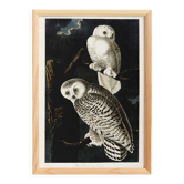 Poster about the snowy owl, based on an old engraving from 1827.
