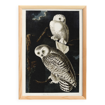 Poster about the snowy owl, based on an old engraving from 1827.