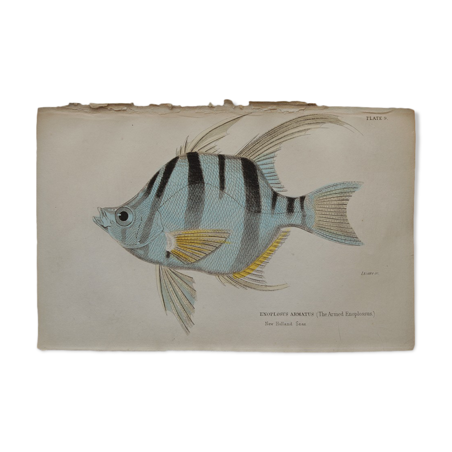 Lithography engraving vintage fish - 1850