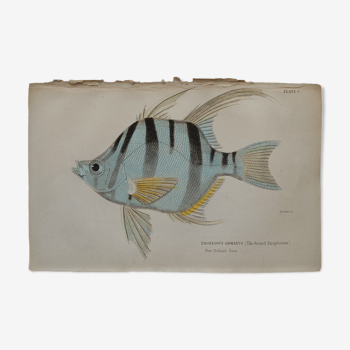 Lithographie gravure poisson vintage - 1850