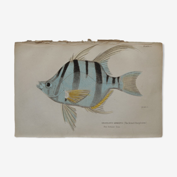 Lithography engraving vintage fish - 1850