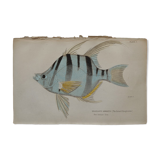Lithography engraving vintage fish - 1850