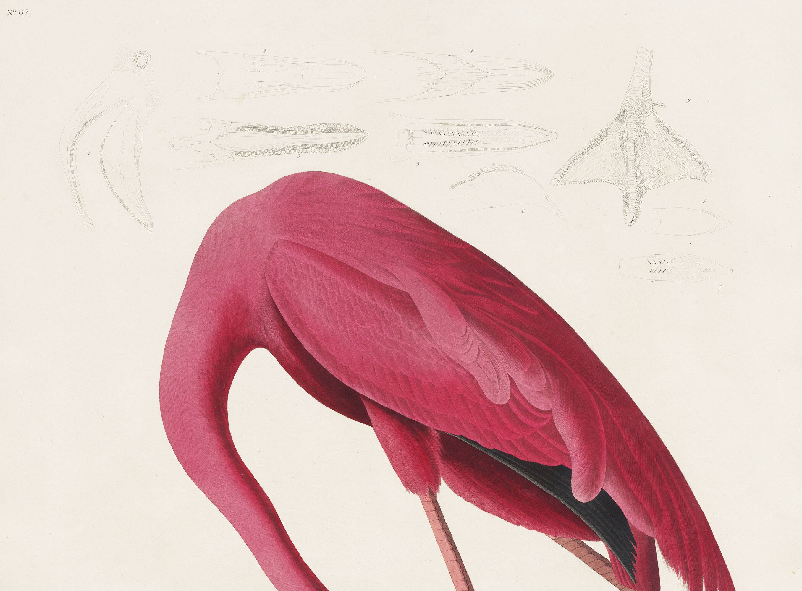 Poster about the flamingo, based on an old engraving from 1827.