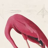 Poster about the flamingo, based on an old engraving from 1827.
