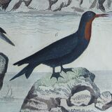 Original ornithological plate " Pelican - Cormorant - &c... Buffon (1837)
