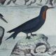 Planche ornithologique originale " Pélican - Cormoran - &c... Buffon 1837