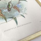 Lot 2 Bird lithographs by J. Gould and H-C Richter golden frame