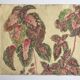 Solenostermon (Coleus Blumei), 1950s. Watercolor on paper