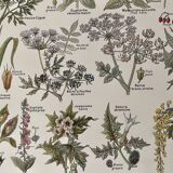Lithographie sur les plantes vénéneuses de 1921
