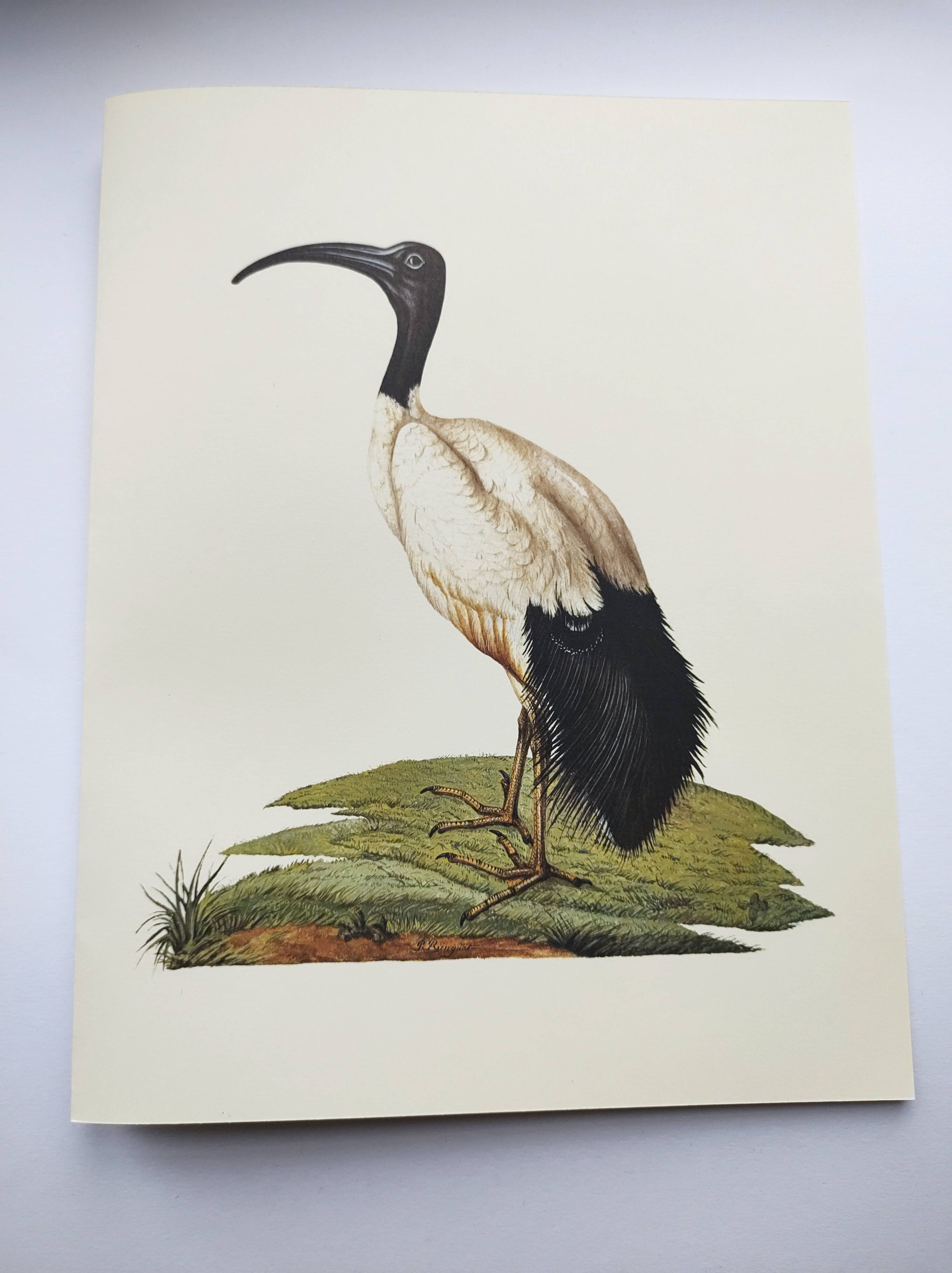 Board from the 70s - Sacred Ibis of Egypt - Vintage animal and bird illustration
