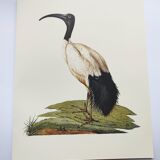Board from the 70s - Sacred Ibis of Egypt - Vintage animal and bird illustration