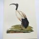 Planche années 70 -Ibis sacré d',Égypte- Illustration animaux et Oiseaux vintage