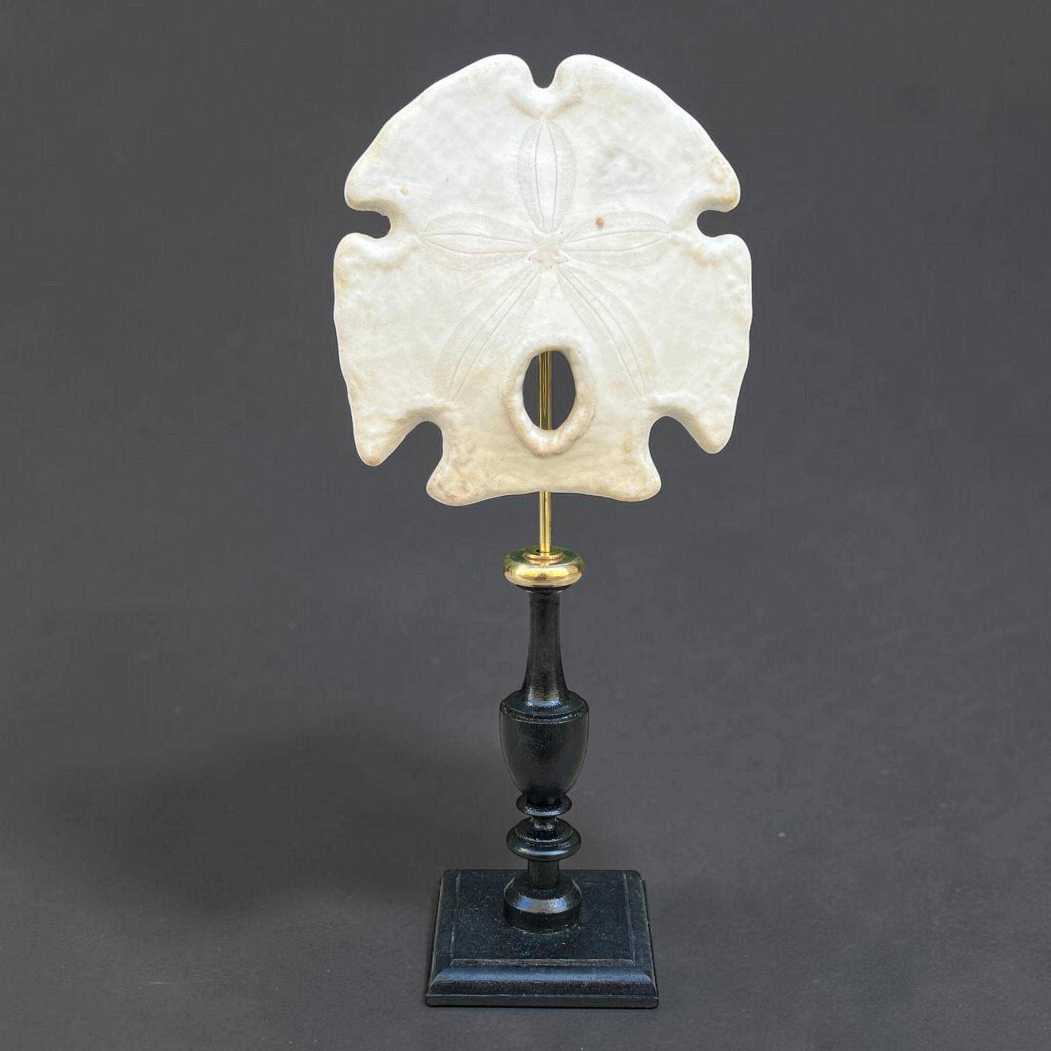 Old test of white sand dollar sea urchin on a wooden base curiosities
