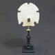 Old test of white sand dollar sea urchin on a wooden base curiosities