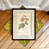 Botanical plate P-J feared Rosa centifolia Anemonoides