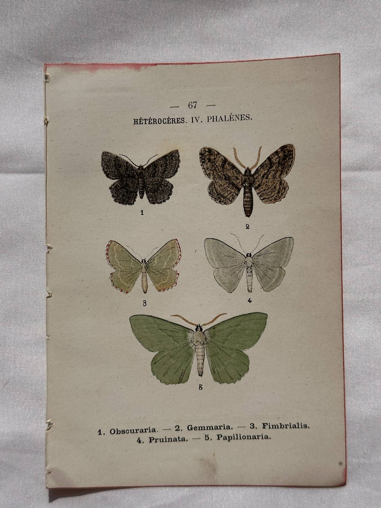 Botanical Plate 1800 Old naturalist engraving 19th century double-sided