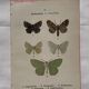 Botanical Plate 1800 Old naturalist engraving 19th century double-sided