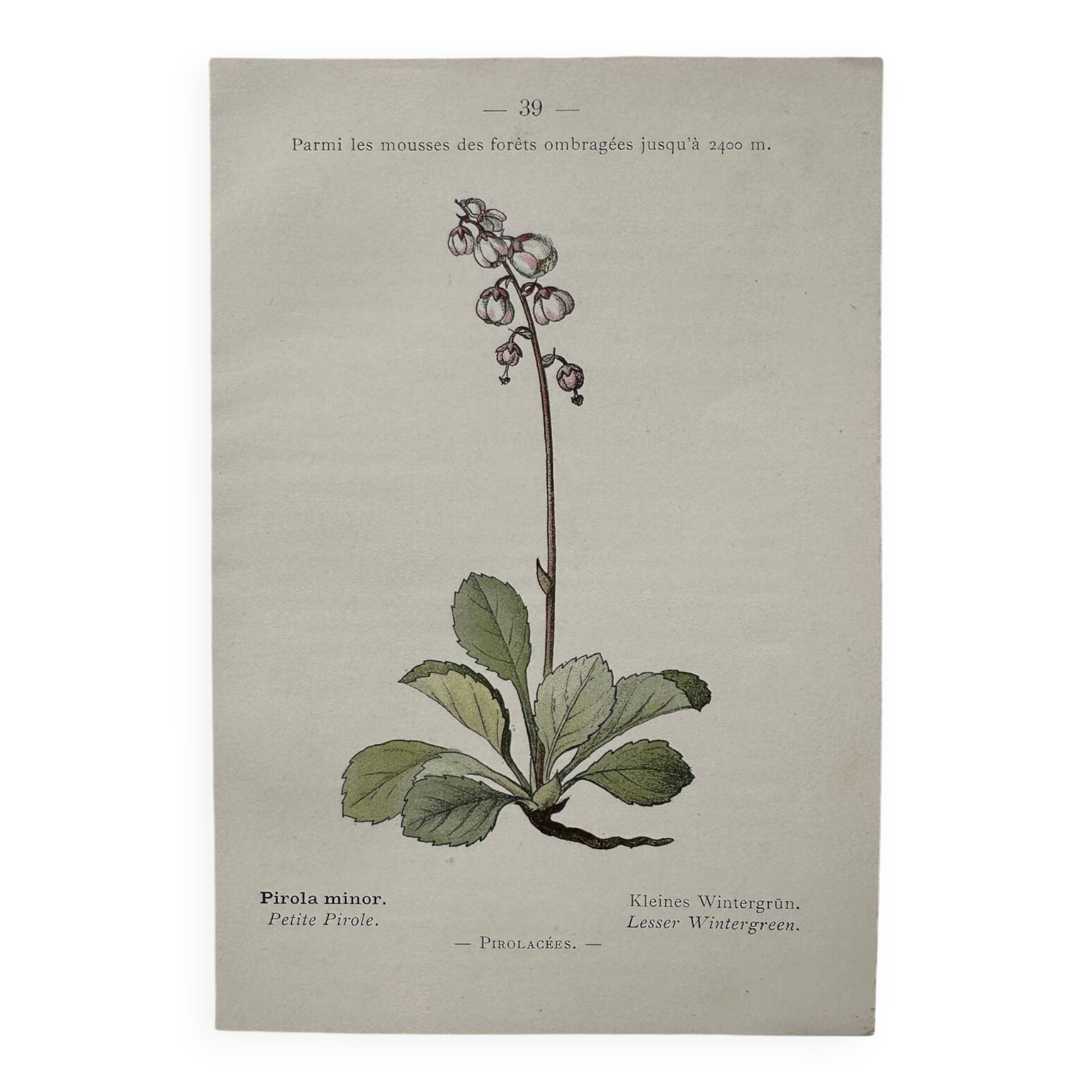 Botanical Plate 1800 Old naturalist engraving 19th century double-sided