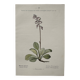 Botanical Plate 1800 Old naturalist engraving 19th century double-sided