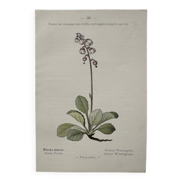 Botanical Plate 1800 Old naturalist engraving 19th century double-sided