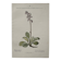 Botanical Plate 1800 Old naturalist engraving 19th century double-sided