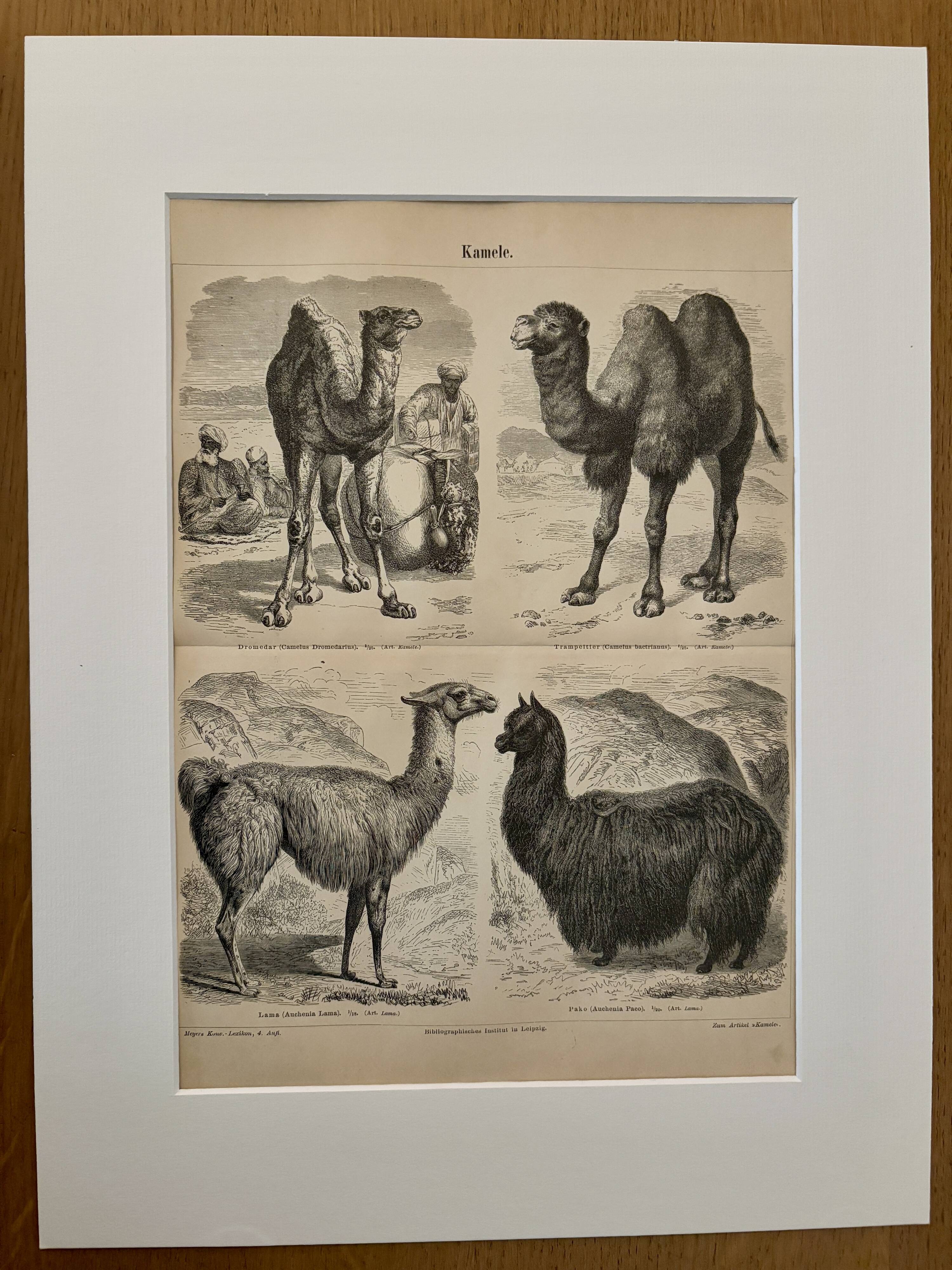 Lithograph engraving of camels, dromedaries and llamas – 1890