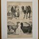 Lithograph engraving of camels, dromedaries and llamas – 1890