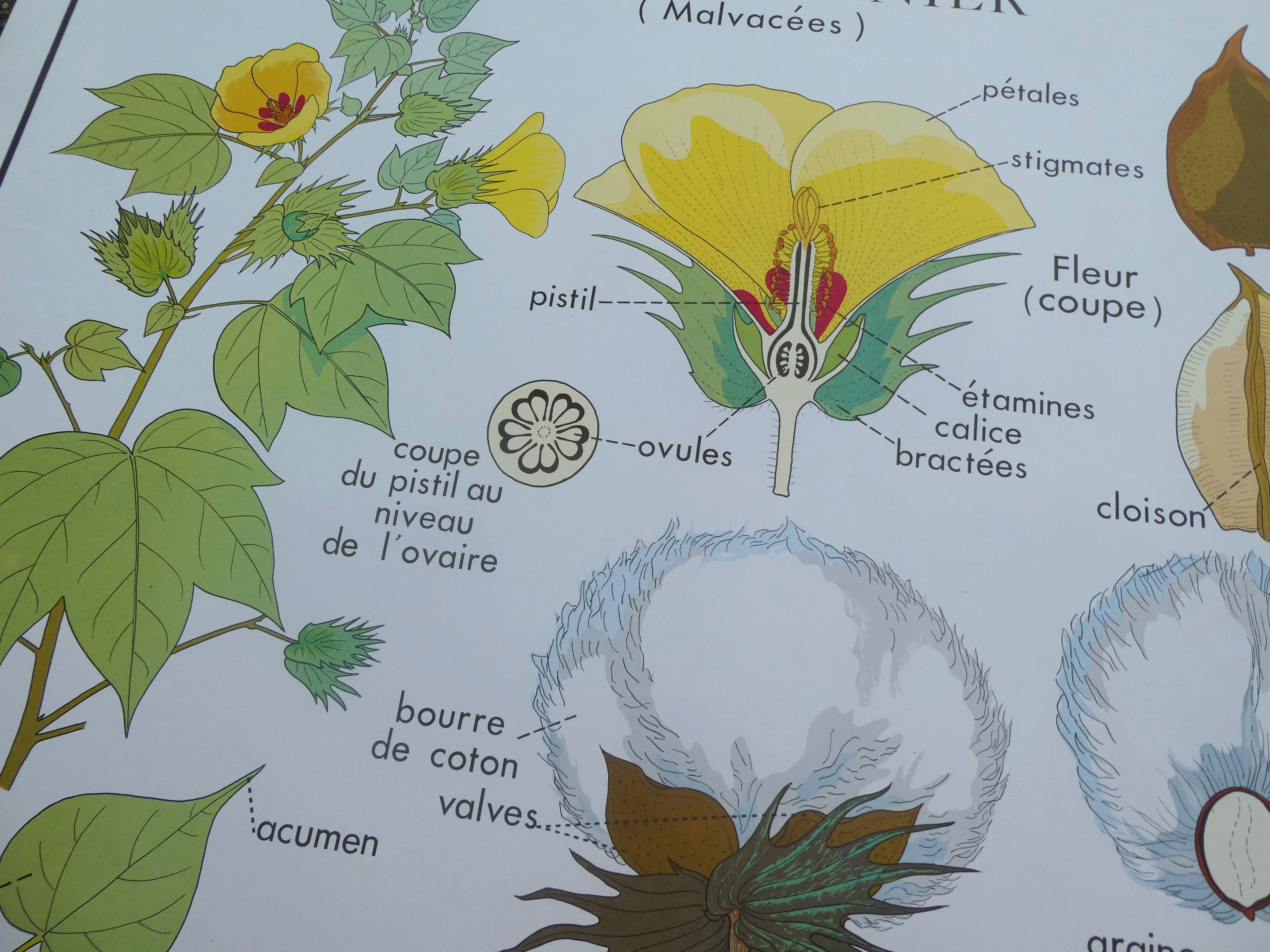 Rossignol educational poster "The cotton and the mango tree" vintage.