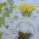 Rossignol educational poster "The cotton and the mango tree" vintage.
