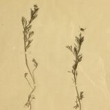 4 herbiers