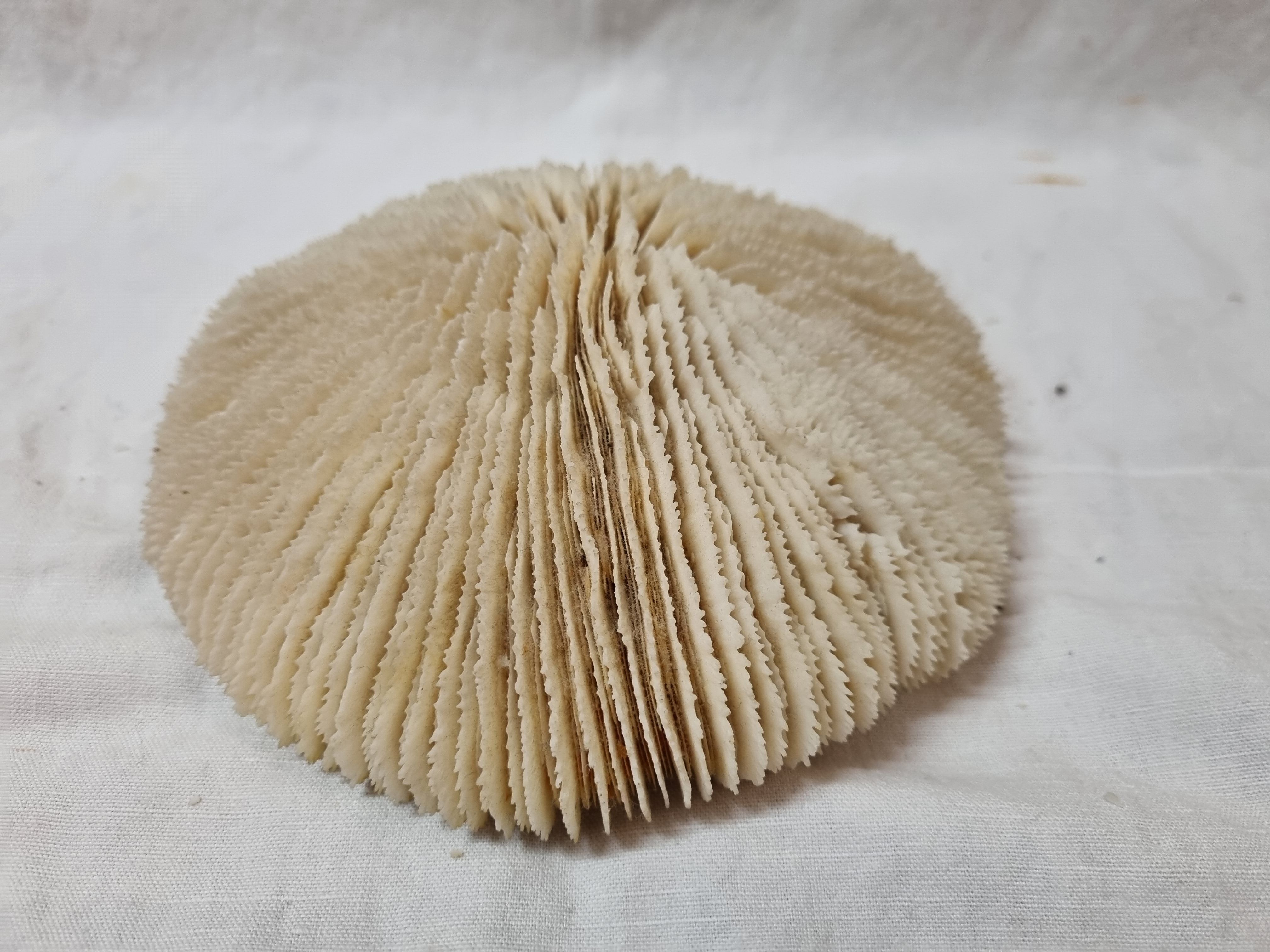 Coral Funga, mushroom, Indian Ocean