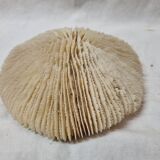 Coral Funga, mushroom, Indian Ocean