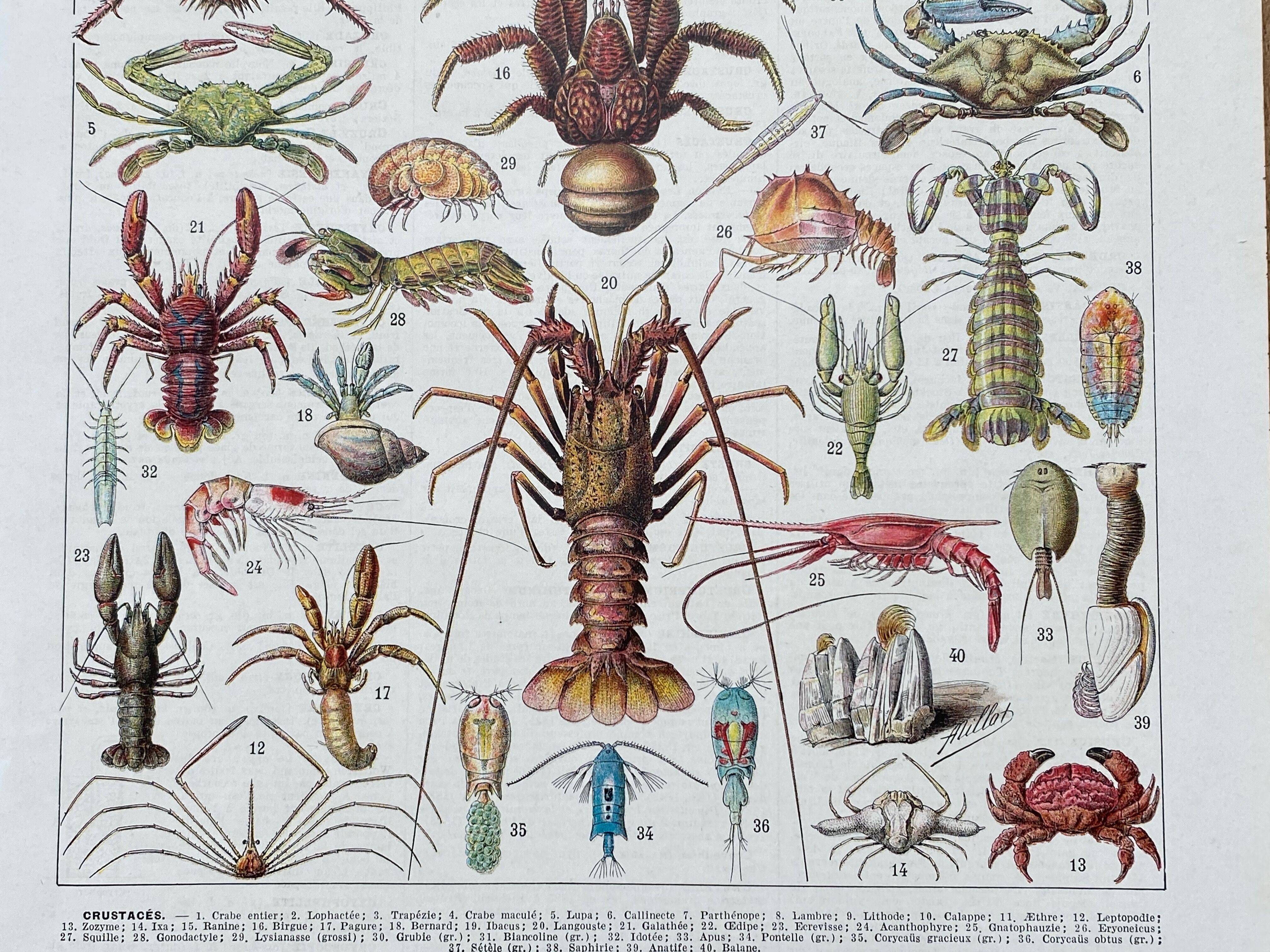 Illustration ancienne Millot "Crustacés"