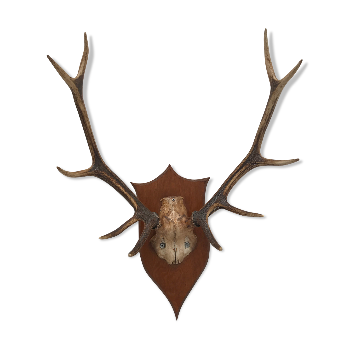 Deer trophy on wooden base 1960