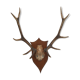 Deer trophy on wooden base 1960