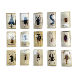 Set of 15 insects