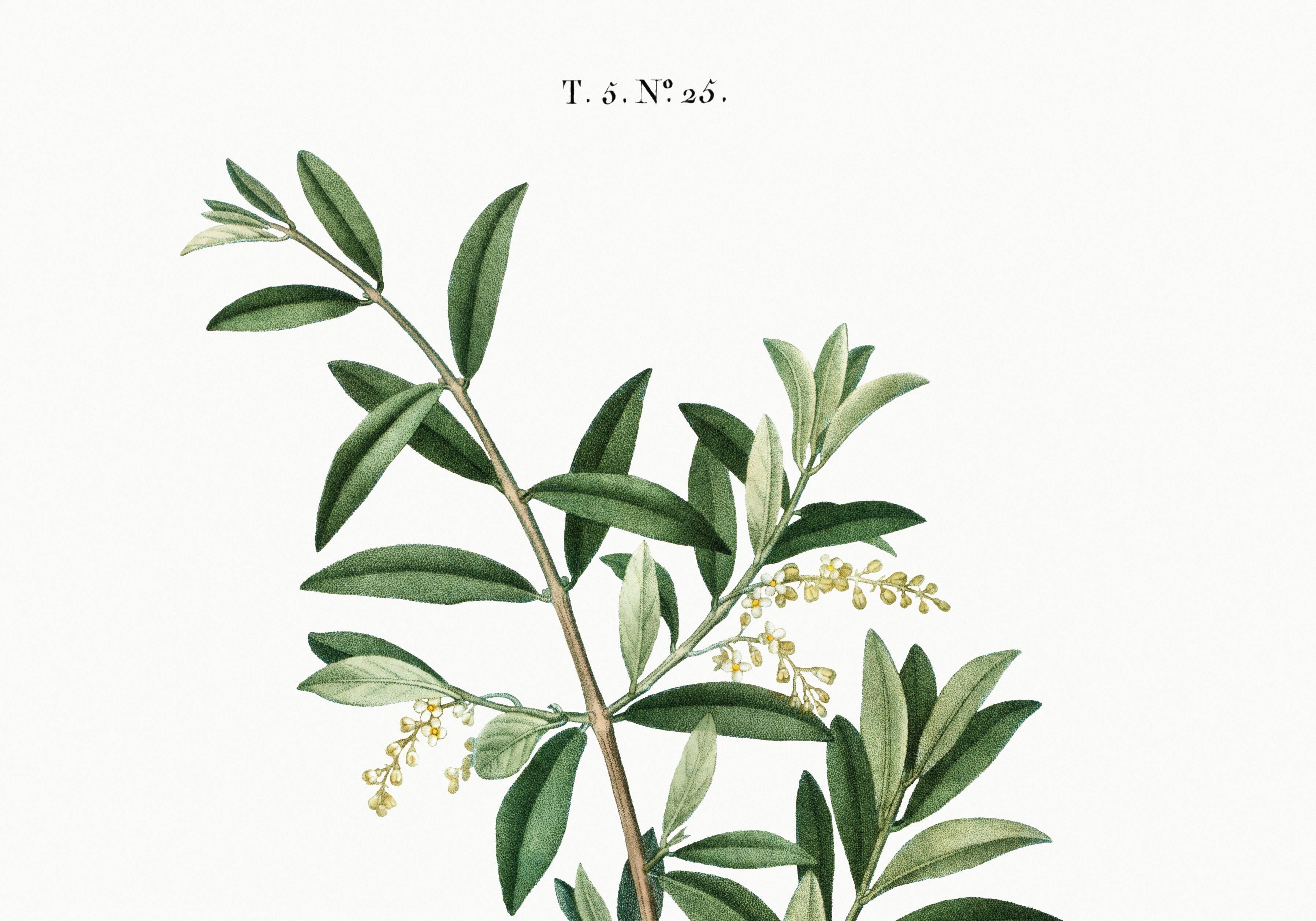 Poster about the European olive tree, based on an old engraving from 1802