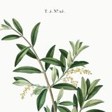 Poster about the European olive tree, based on an old engraving from 1802