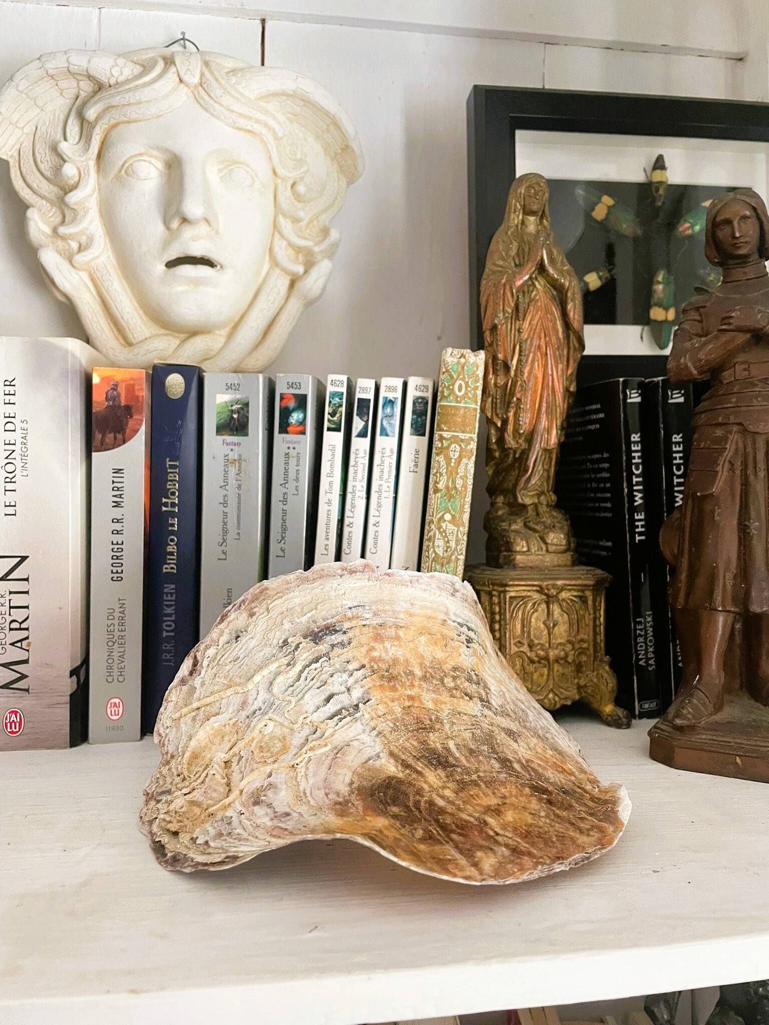 Large seashell: Placuna