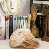 Large seashell: Placuna