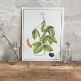 Botanical plank soybeans