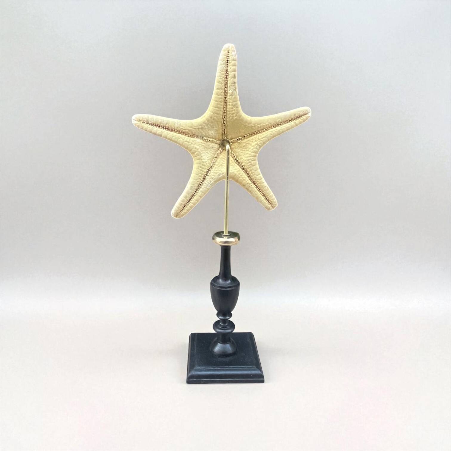 Starfish on a turned wooden base, late 19th century - cabinet of curiosities