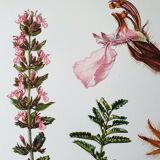 Duo of botanical plates