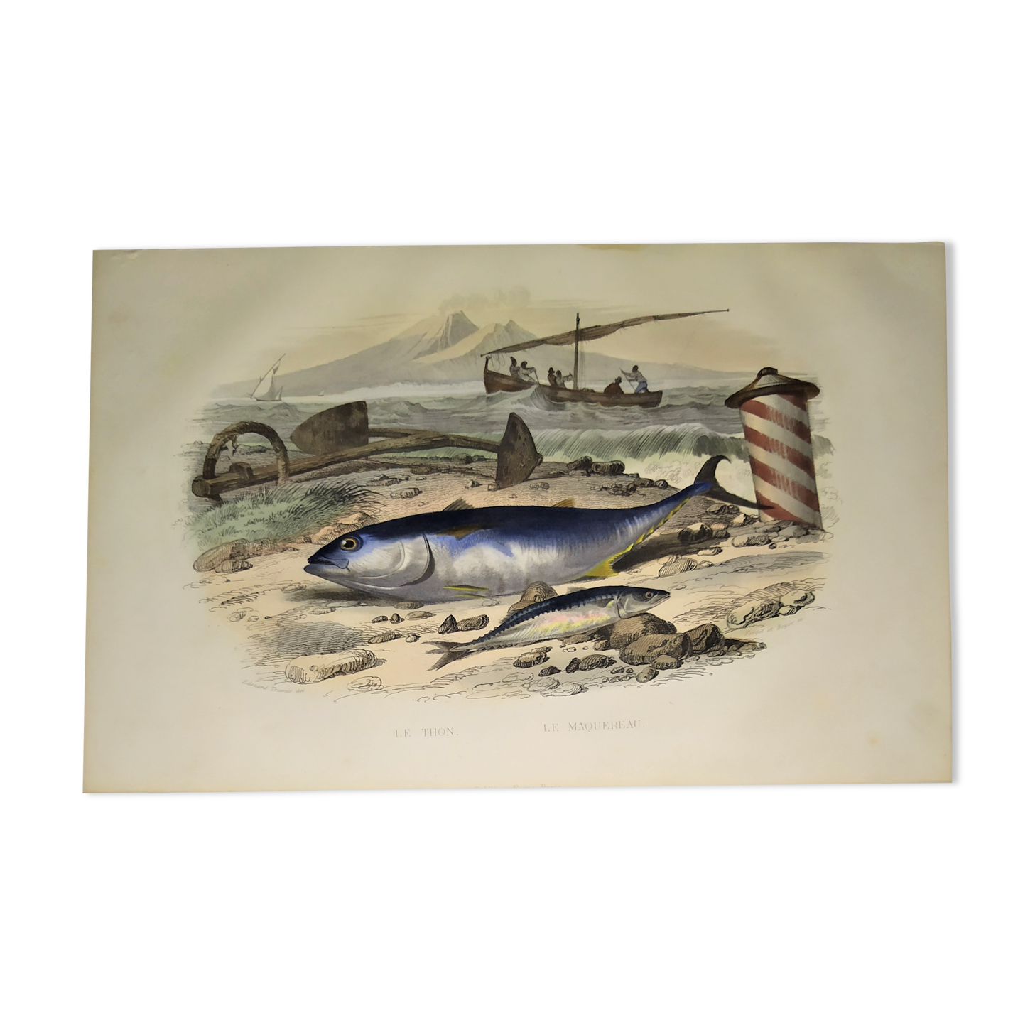 Original zoological plate of 1839 "tuna & mackerel"